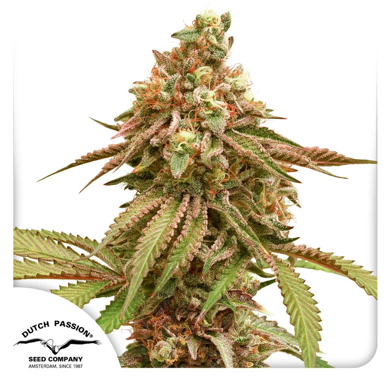 Tropical Tangie van Dutch Passion