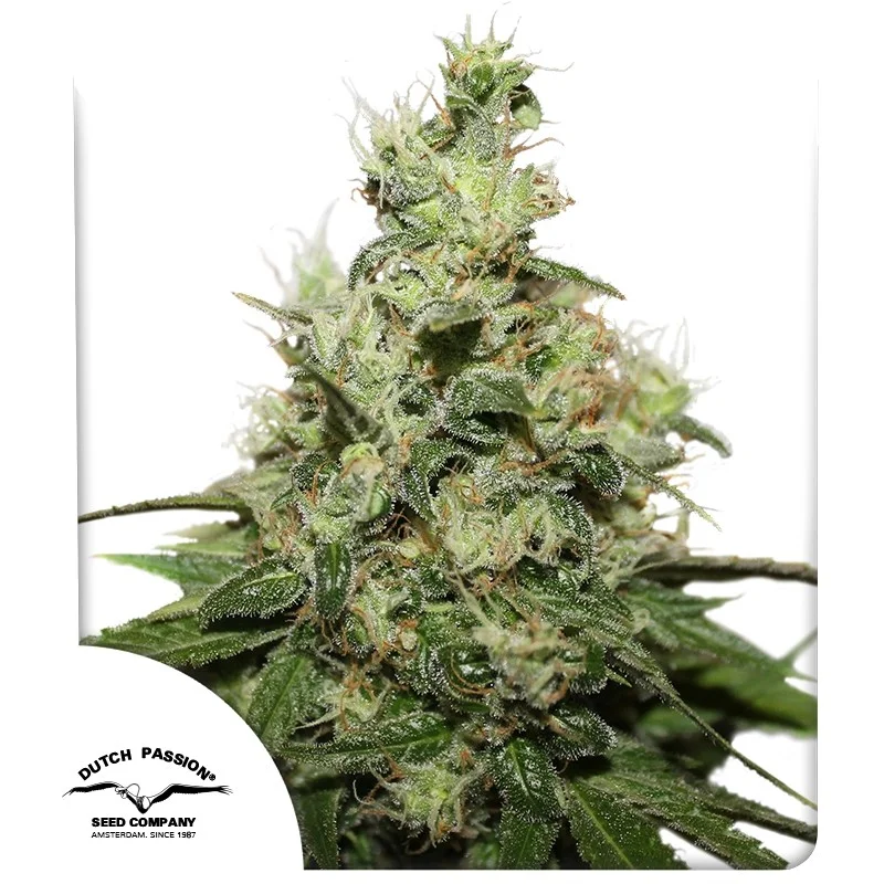 CBD Kush van Dutch Passion