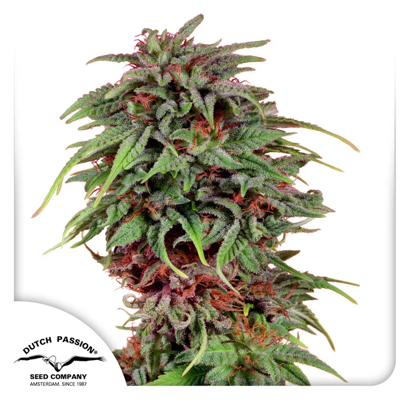 Durban Poison van Dutch Passion