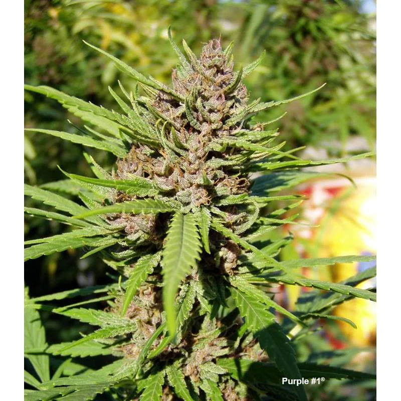 Purple #1 van Dutch Passion