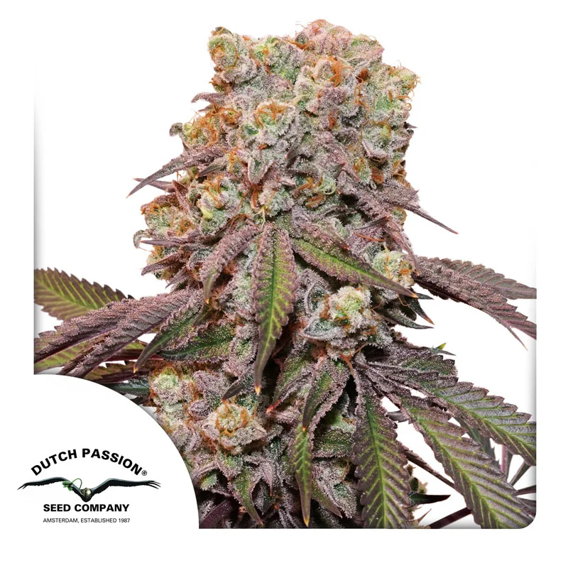 Candy Bubatz XL van Dutch Passion
