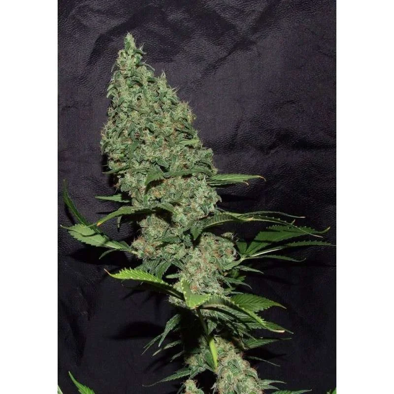 White Widow X The Ultimate van Dutch Passion
