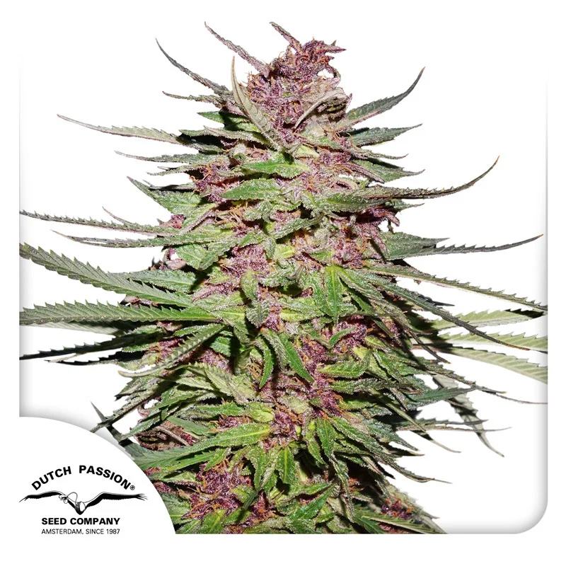 Purple #1 van Dutch Passion
