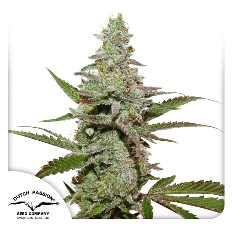 Amsterdam Amnesia van Dutch Passion
