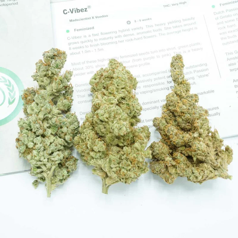 C-Vibez van Dutch Passion