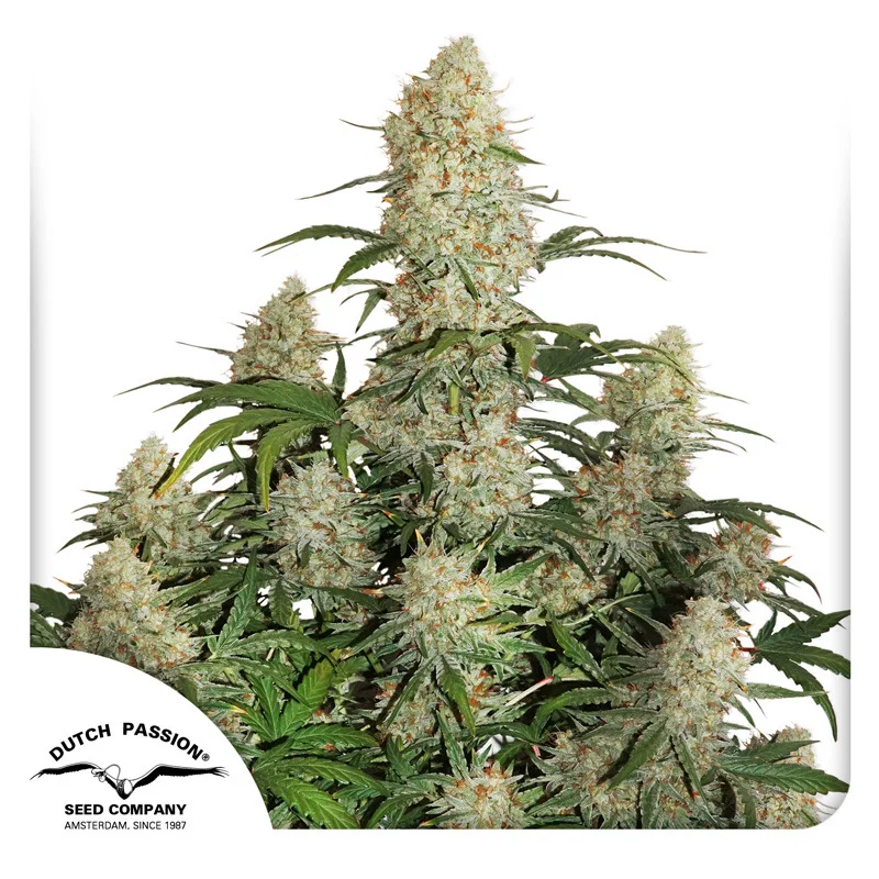 Critical Orange Punch van Dutch Passion