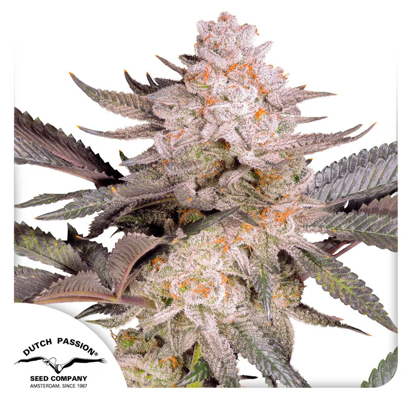 Orange Bud 2.0 van Dutch Passion