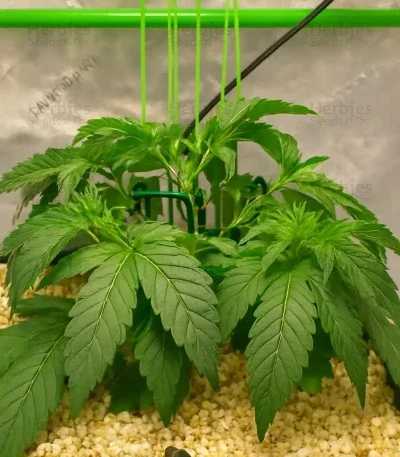 Blue Applez van Dutch Passion