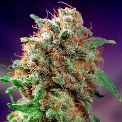 Mazar van Dutch Passion