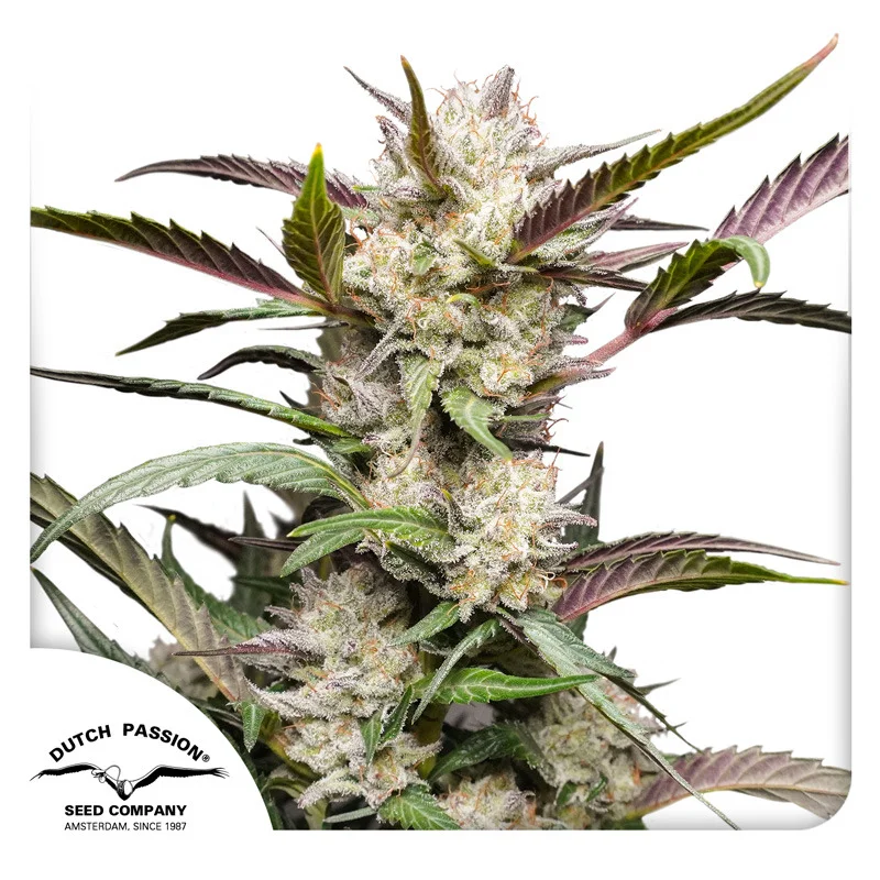 Mimosa Punch van Dutch Passion