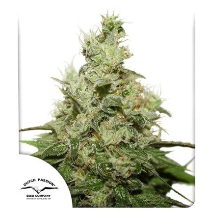 CBD Kush van Dutch Passion