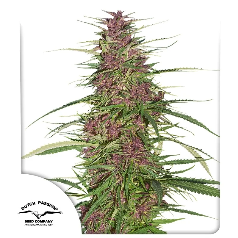 Purple #1 van Dutch Passion