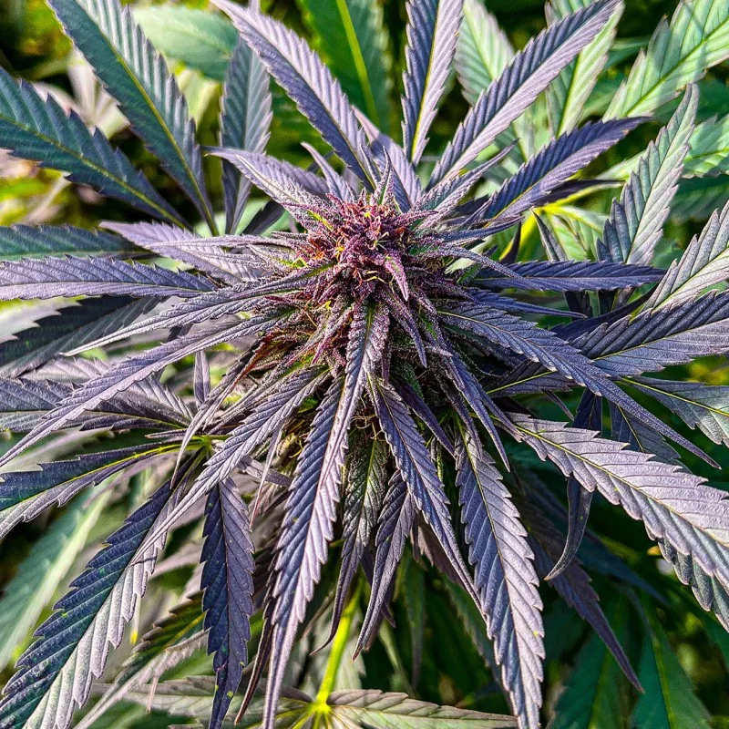 Shaman van Dutch Passion
