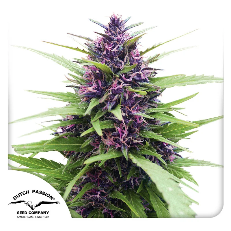 Shaman van Dutch Passion