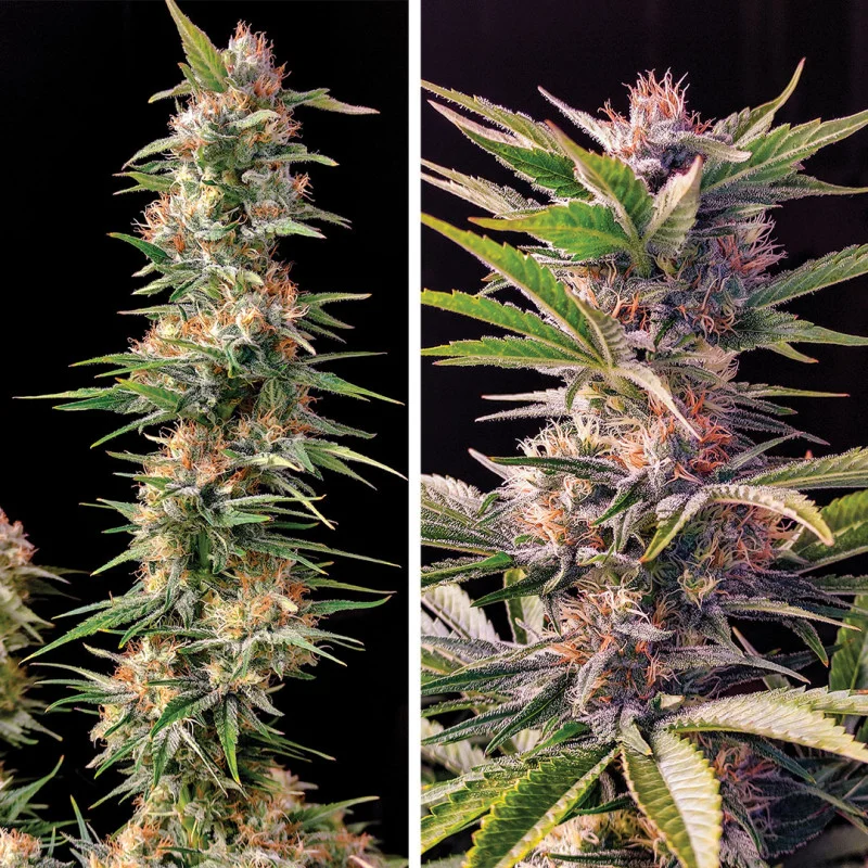 Skunk #11 van Dutch Passion