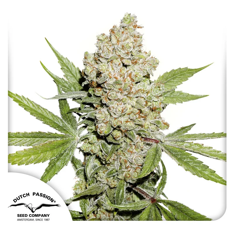 Lemon Kix van Dutch Passion