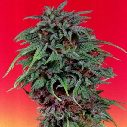 Durban Poison van Dutch Passion