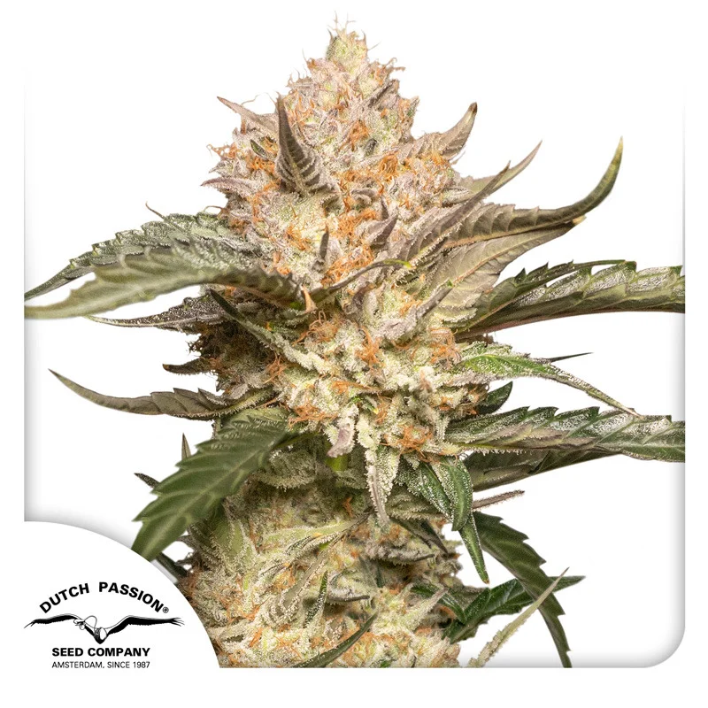 Trichome and Cream van Dutch Passion