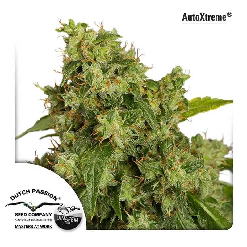 Xtreme van Dutch Passion