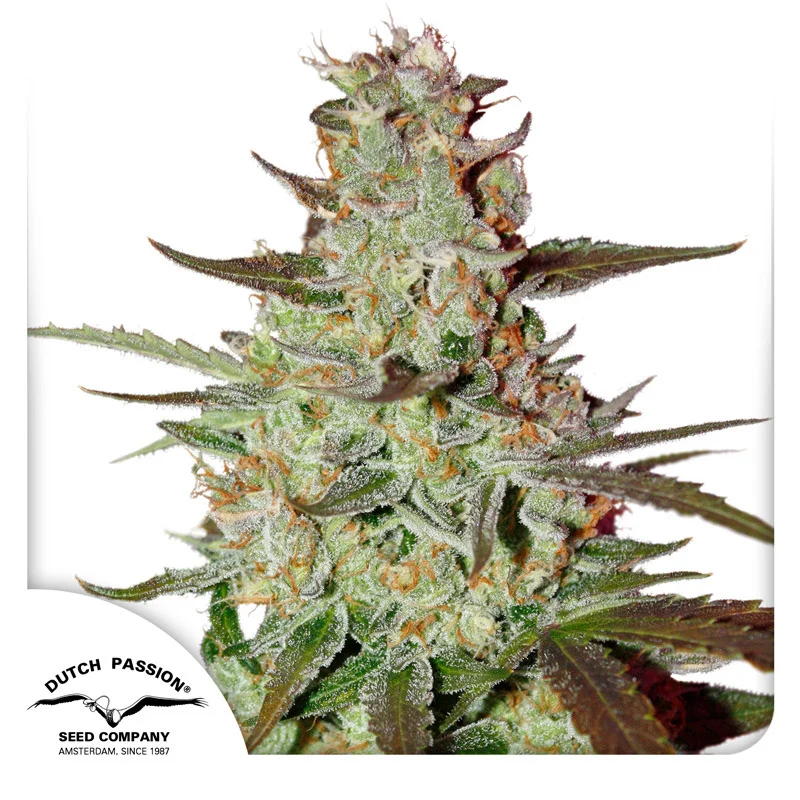 Blue Mazar van Dutch Passion
