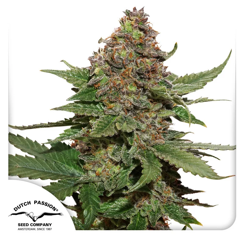 Strawberry Cough van Dutch Passion