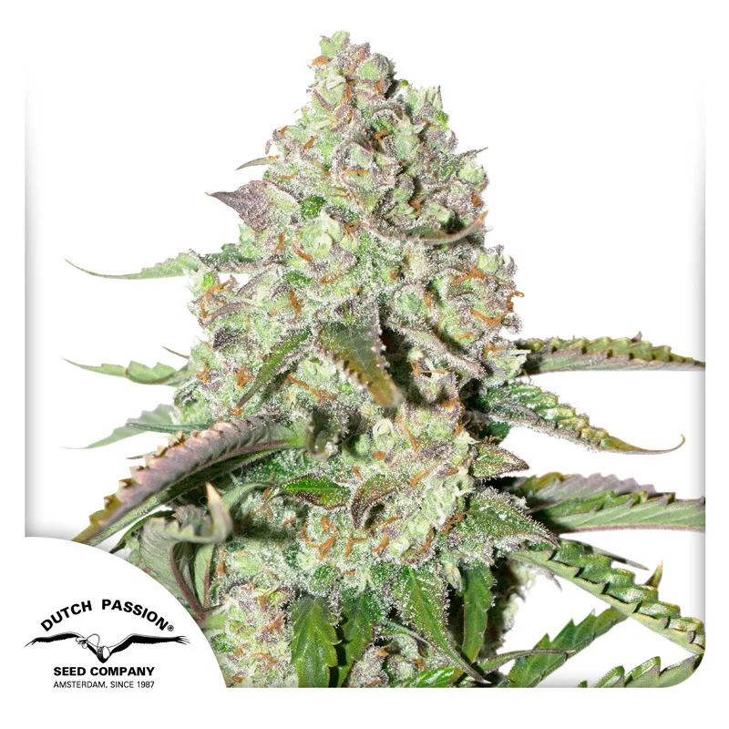 Colorado Cookies van Dutch Passion