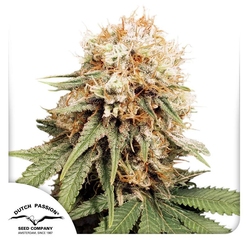 White Widow van Dutch Passion