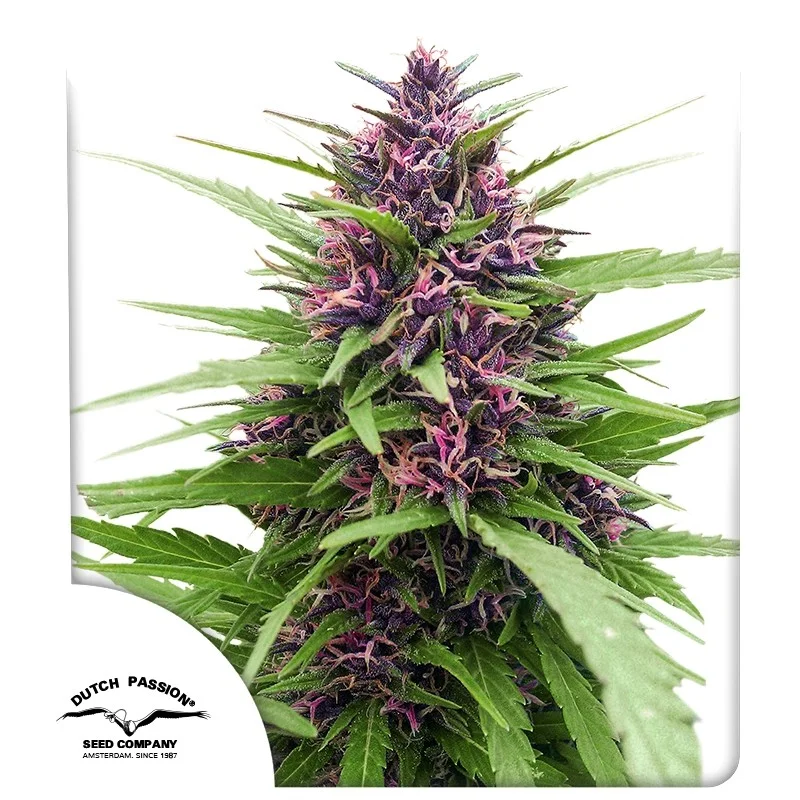 Shaman van Dutch Passion