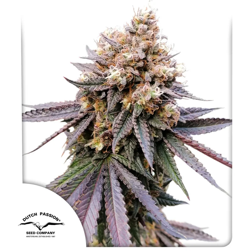 GMO Fast van Dutch Passion