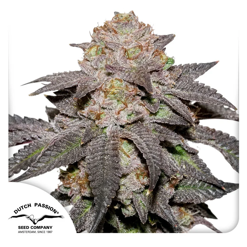 Kingston Punch van Dutch Passion