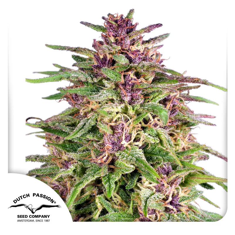 Frisian Dew van Dutch Passion
