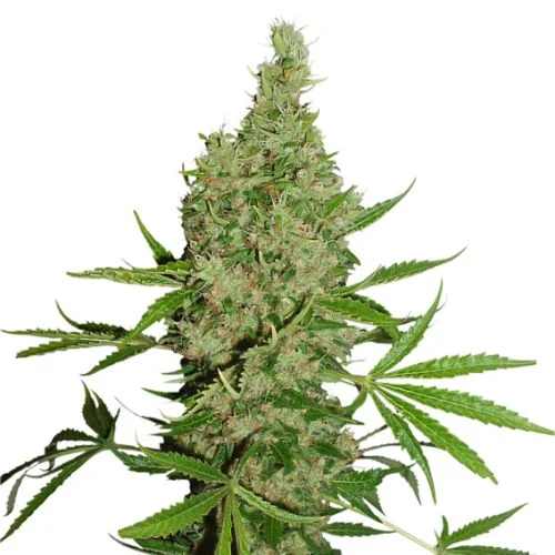 White Widow X The Ultimate van Dutch Passion