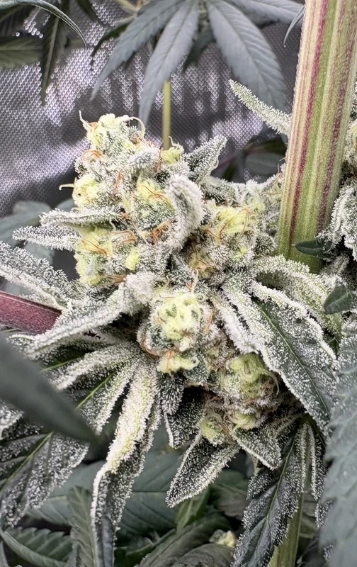 Milky Hurricane van Elev8 Seeds