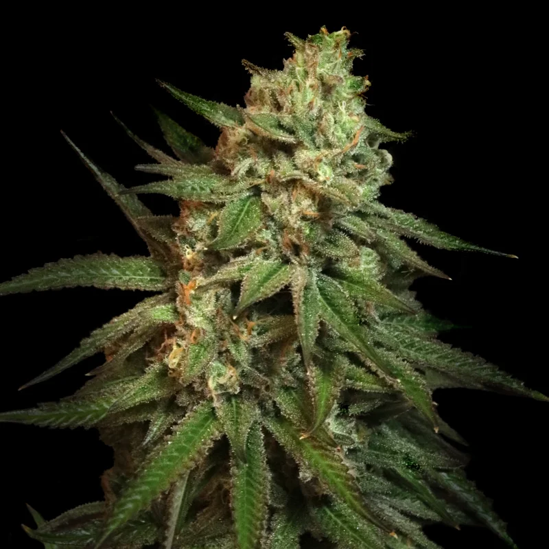 Snoop's Applefrizzle van Elev8 Seeds