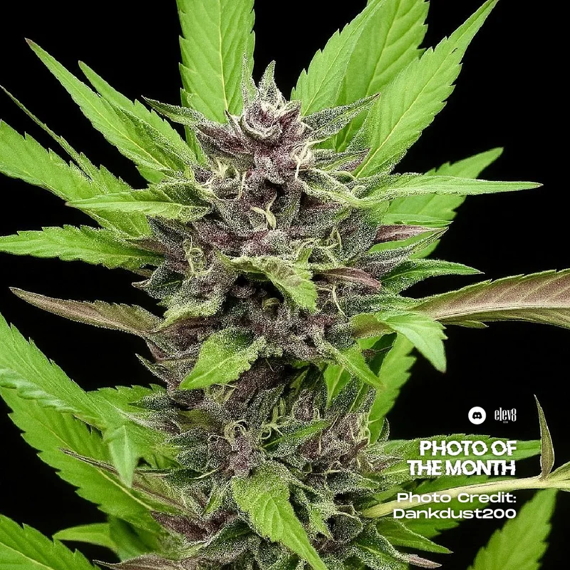 Spicy Guava van Elev8 Seeds