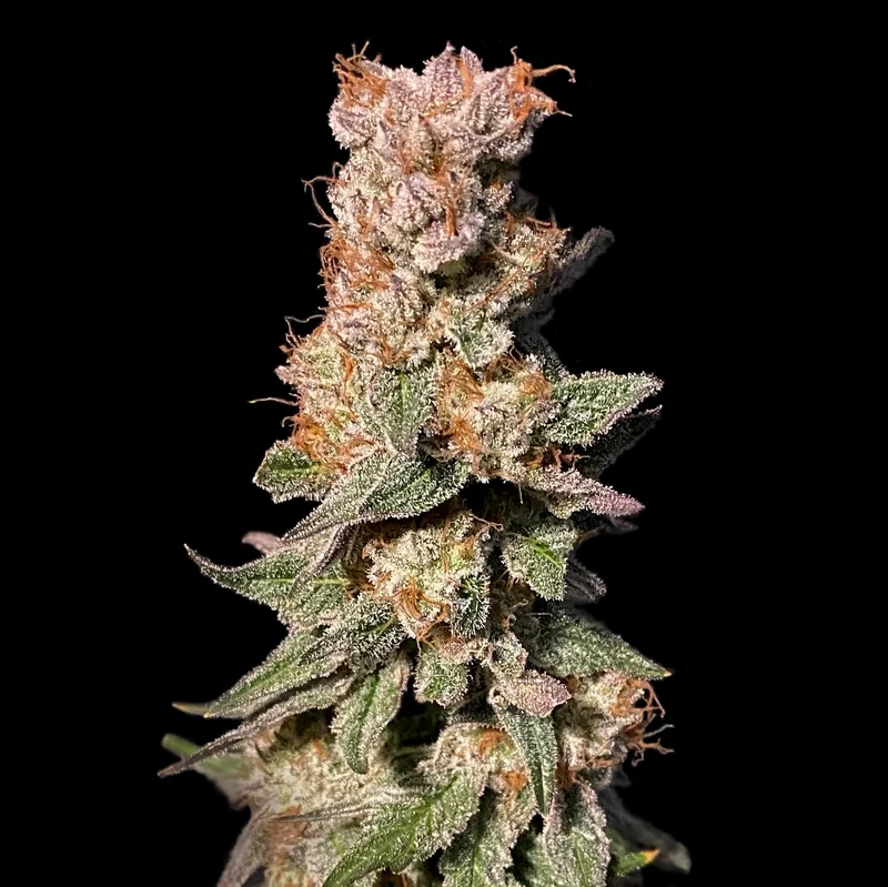 Xhale van Elev8 Seeds