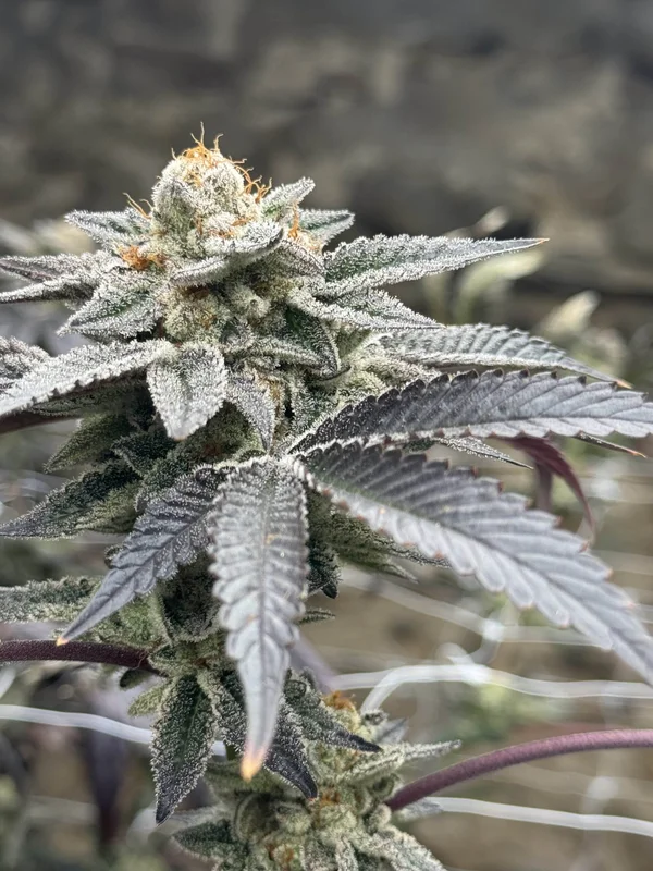 Spicy Guava van Elev8 Seeds