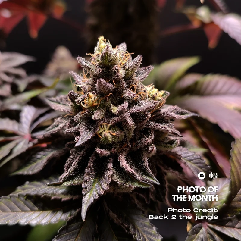 Mystery Made 2 van Elev8 Seeds