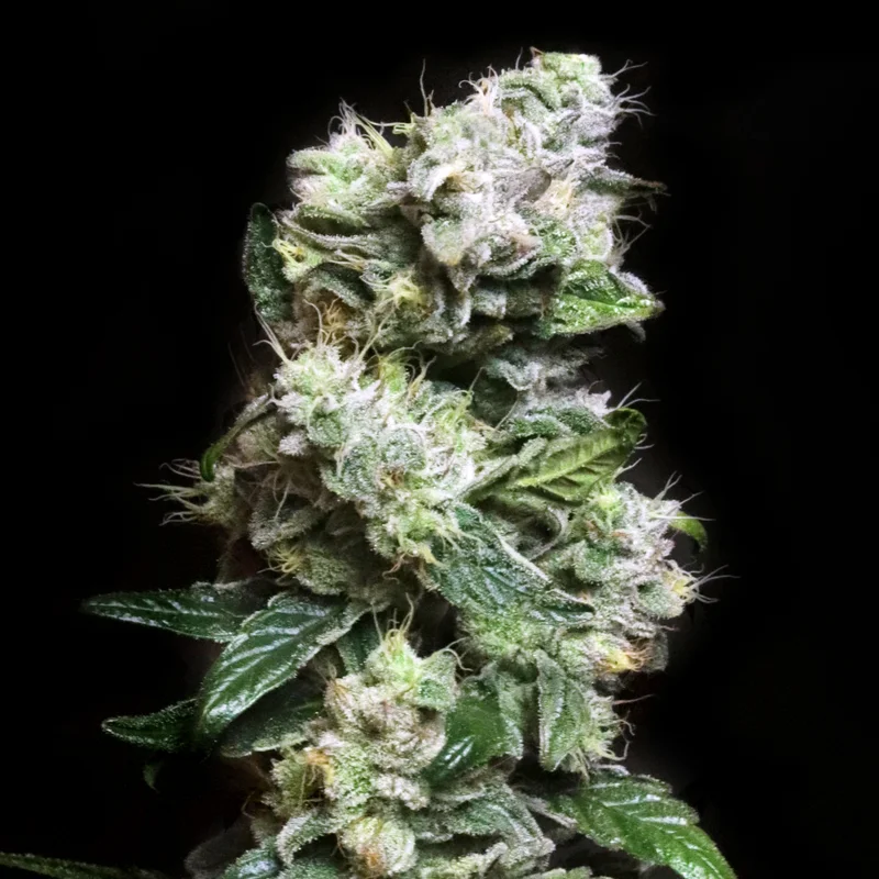 Blunt Bombs by Elev8 Seeds