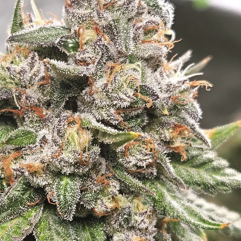 King Payton by Elev8 Seeds