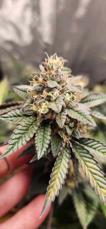 Pink Slurpee by Elev8 Seeds