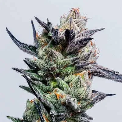 Huckleberry Punch van Elev8 Seeds