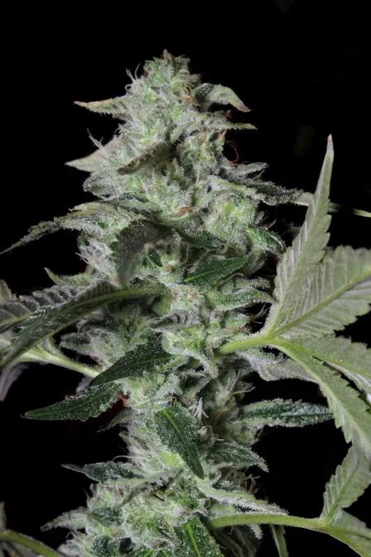 Sherbet Cake van Elev8 Seeds
