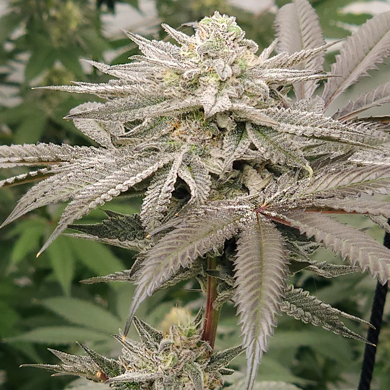 Aqua Verde van Elev8 Seeds