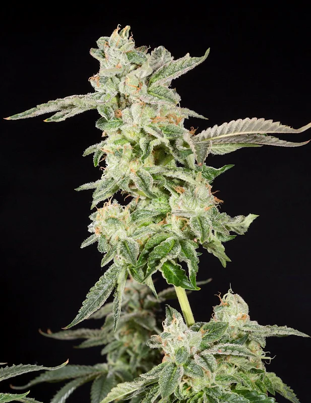 Giscotti van Elev8 Seeds