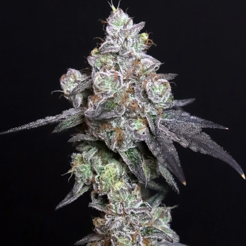 Lady Kush van Elev8 Seeds
