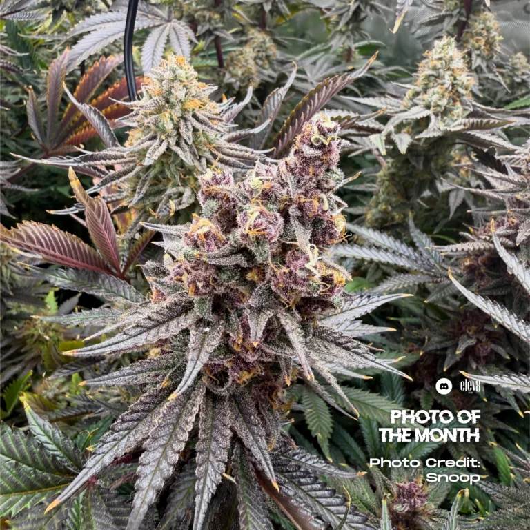 White Serpent by Elev8 Seeds