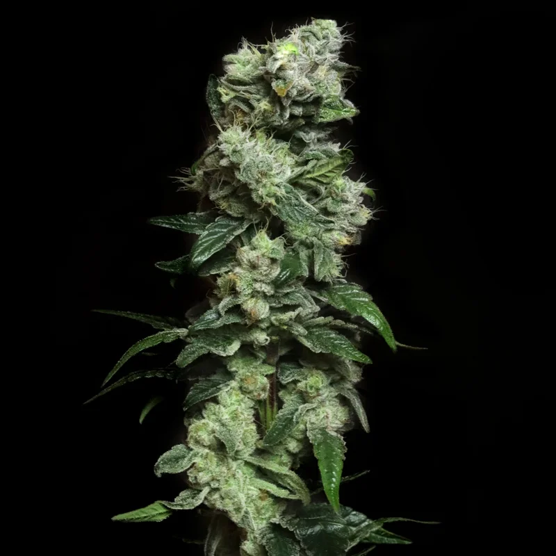 Blunt Bombs by Elev8 Seeds