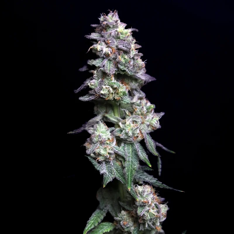 Baked Apple Cherries van Elev8 Seeds