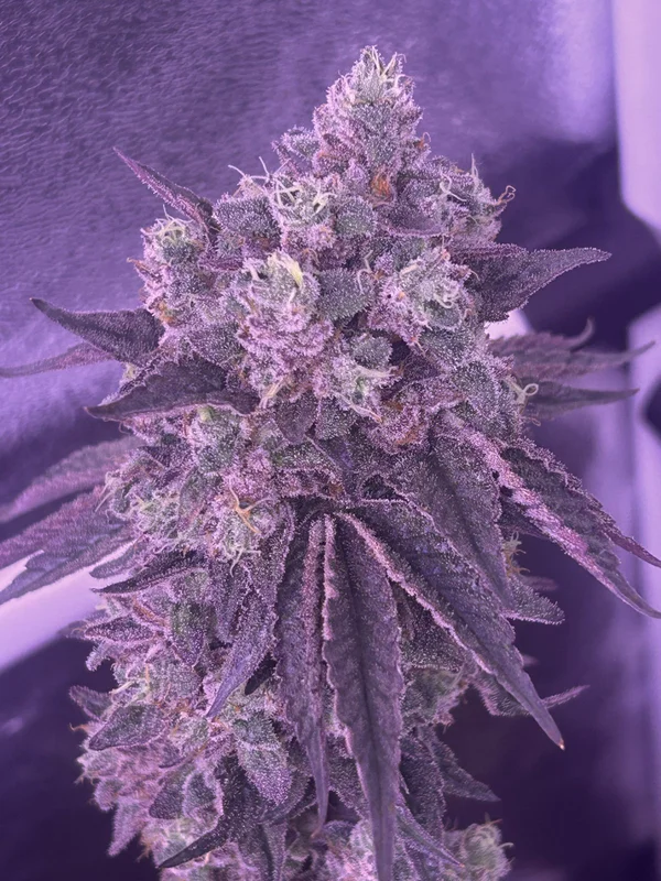 Apples and Bananas S1 van Elev8 Seeds